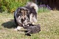 hugo_speedy (6)